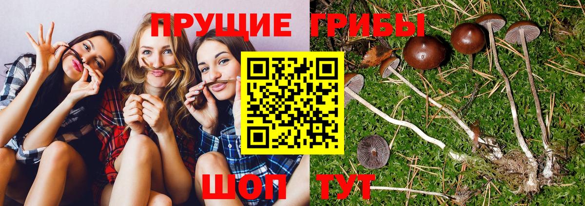 Рославль  Галлюциногенные грибы прущие грибы  Вход с VPN  Галлюциногенные грибы ЛСД 